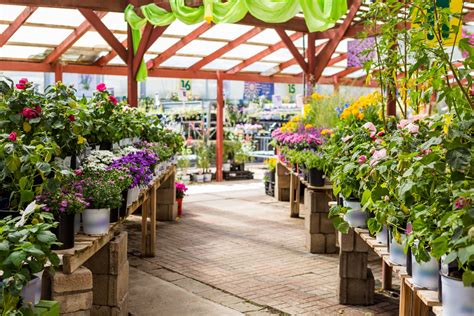 Potted Plants