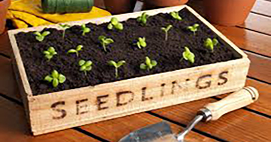 Tray of seedlings