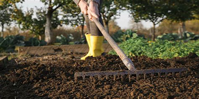 Raking the soil bed