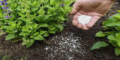 Fertilizing the bed