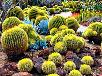 Cactus garden