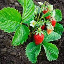 Strawberries